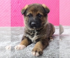 German Shepherd Dog Puppy for sale in WARREN, MA, USA