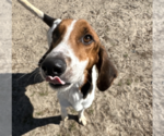 Small Treeing Walker Coonhound