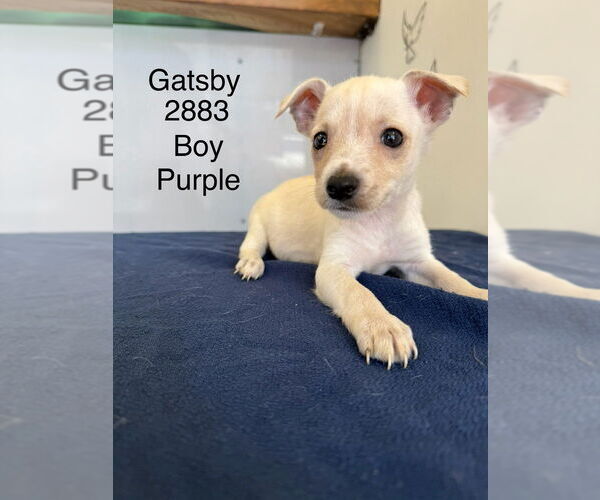 Medium Photo #1 Chihuahua-Unknown Mix Puppy For Sale in Studio City, CA, USA