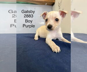 Chihuahua-Unknown Mix Dogs for adoption in Studio City, CA, USA