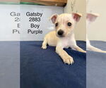Small Chihuahua Mix