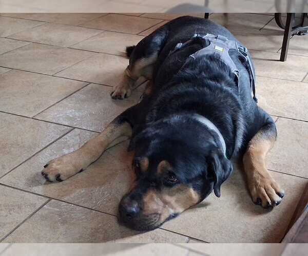 Medium Photo #6 Rottweiler Puppy For Sale in White Hall, AR, USA