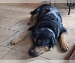 Small #5 Rottweiler