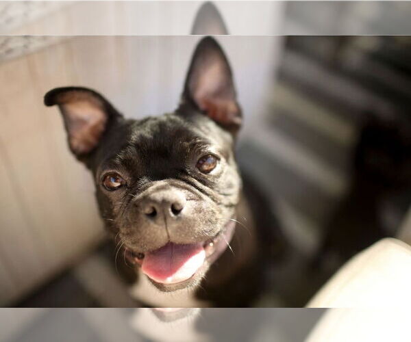 Medium Photo #7 Faux Frenchbo Bulldog Puppy For Sale in Corona, CA, USA
