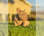 Small #9 French Bulldog