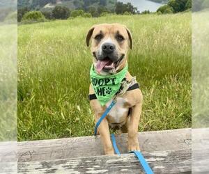 PENNY - Female Mastiff-Unknown Mix Dog for Adoption - Photo #2