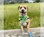 Small #1 Mastiff Mix