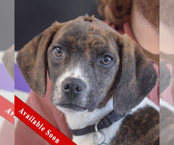 Medium Photo #1 Beagle-Pointer Mix Puppy For Sale in Huntley, IL, USA