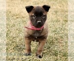 Small #1 Belgian Malinois