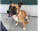 Small #2 Labrador Retriever Mix