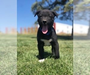 Border Collie-Border-Aussie Mix Puppy for sale in MANCOS, CO, USA