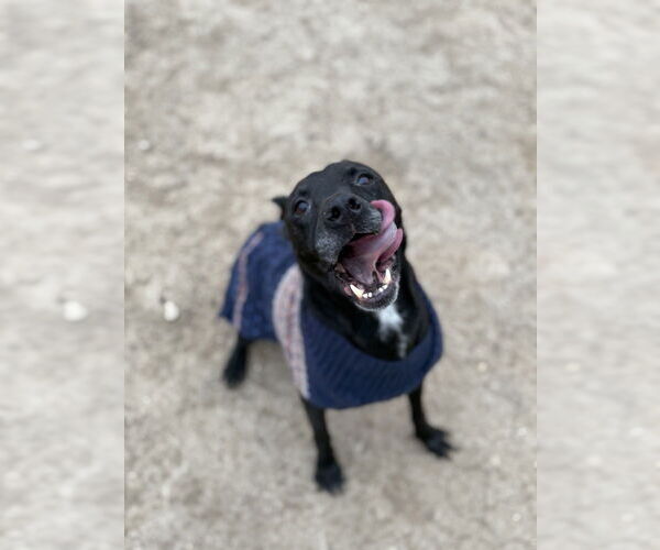 Medium Photo #2 Labrador Retriever Puppy For Sale in FRAMINGHAM, MA, USA
