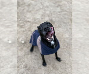 Zeus - Male Labrador Retriever Dog for Adoption - Photo #2