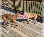 Small #16 Golden Retriever Mix