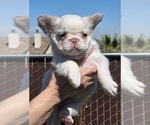 Small #2 French Bulldog