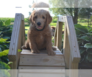 Labradoodle Puppy for Sale in GREENWOOD, Wisconsin USA