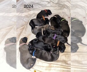 Irish Wolfhound Litter for sale in BURLESON, TX, USA