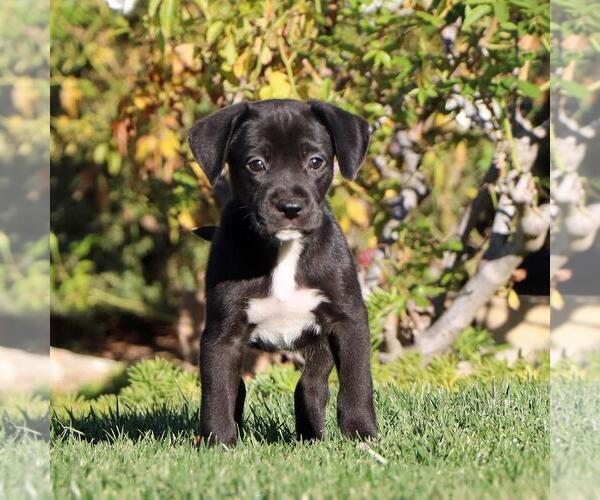 Medium Photo #1 Boxer-Unknown Mix Puppy For Sale in San Diego, CA, USA