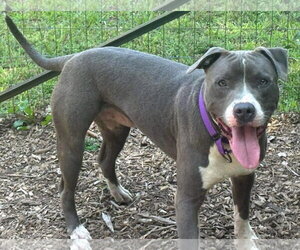 Maverick: At shelter - Male Mutt Dog for Adoption - Photo #4