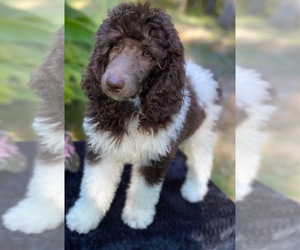 Poodle (Standard) Puppy for Sale in RIPLEY, Tennessee USA