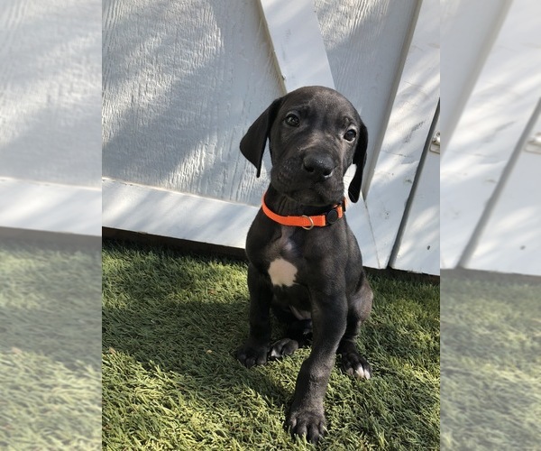 Medium Photo #5 Great Dane Puppy For Sale in LAS VEGAS, NV, USA