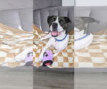 Small #6 Lab-Pointer
