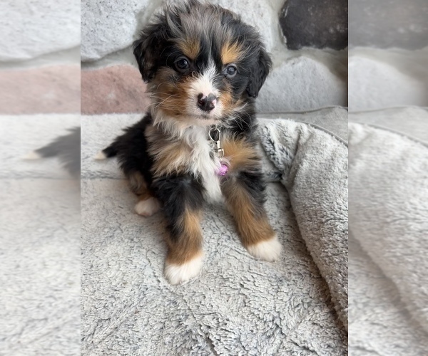 Medium Photo #9 Bernedoodle (Miniature) Puppy For Sale in LAWRENCE, MI, USA
