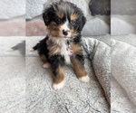 Small Photo #9 Bernedoodle (Miniature) Puppy For Sale in LAWRENCE, MI, USA