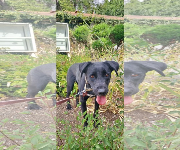 Medium Photo #3 Labrador Retriever-Unknown Mix Puppy For Sale in San Diego, CA, USA