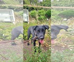 Small #2 Labrador Retriever Mix