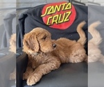 Small Photo #2 Goldendoodle Puppy For Sale in WOODLAND, CA, USA