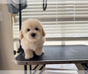 Maltipoo Puppy for Sale in CHINO HILLS, California USA