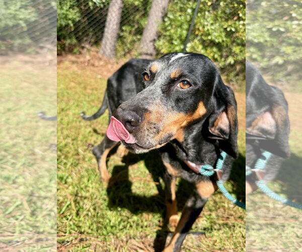 Medium Photo #3 Mutt Puppy For Sale in Hilton Head, SC, USA