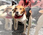 Small #5 Beagle Mix