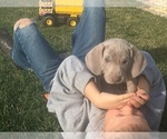Small Photo #8 Weimaraner Puppy For Sale in WILLOWS, CA, USA