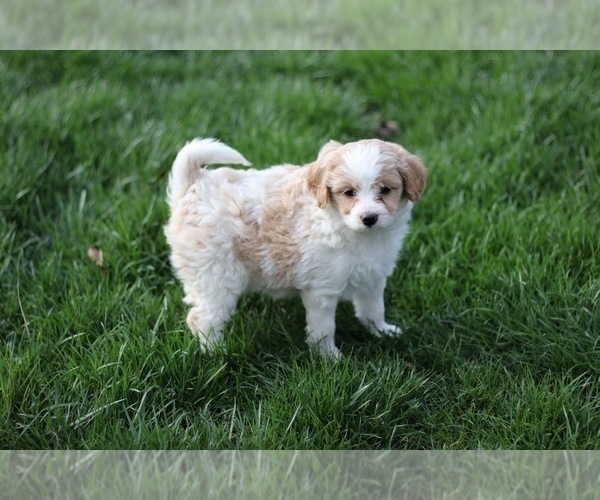 Medium Photo #13 Pom-A-Poo Puppy For Sale in BREMEN, IN, USA
