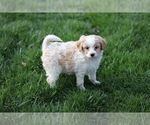 Small Photo #13 Pom-A-Poo Puppy For Sale in BREMEN, IN, USA