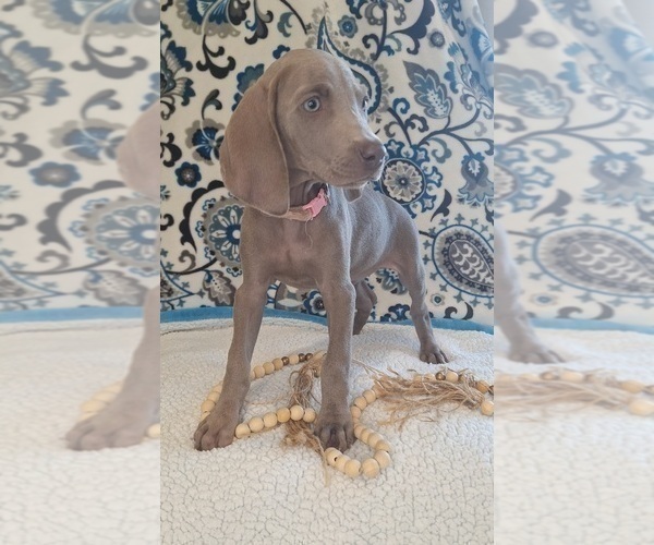 Medium Photo #3 Weimaraner Puppy For Sale in LEWISBURG, KY, USA