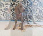 Small Photo #3 Weimaraner Puppy For Sale in LEWISBURG, KY, USA
