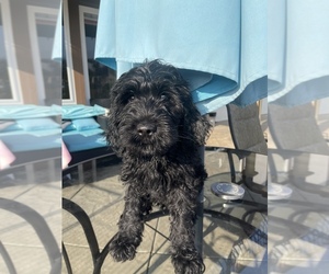 Goldendoodle-Poodle (Standard) Mix Puppy for sale in MORENO VALLEY, CA, USA