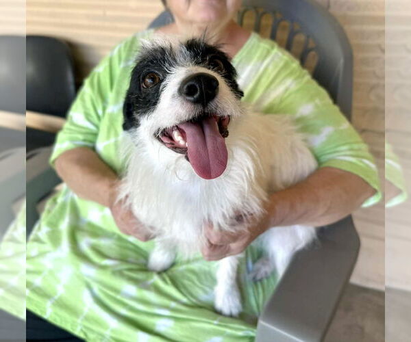 Medium Photo #6 Cairn Terrier-Unknown Mix Puppy For Sale in phoenix, AZ, USA