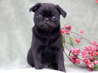 Pug Puppy for sale in MOUNT JOY, PA, USA