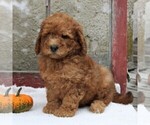 Small Photo #7 Goldendoodle-Poodle (Miniature) Mix Puppy For Sale in GAP, PA, USA