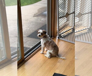 Sweetie - Female Shih Tzu-Unknown Mix Dog for Adoption - Photo #8