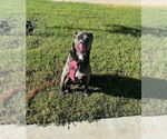 Small #32 Blue Lacy Mix