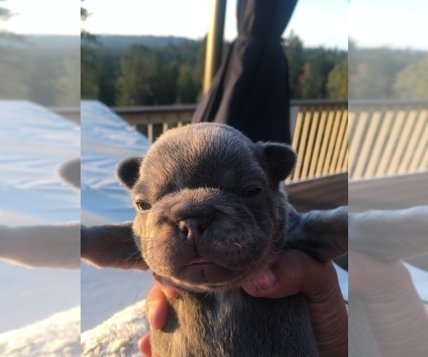 Medium Photo #17 French Bulldog Puppy For Sale in PLACERVILLE, CA, USA