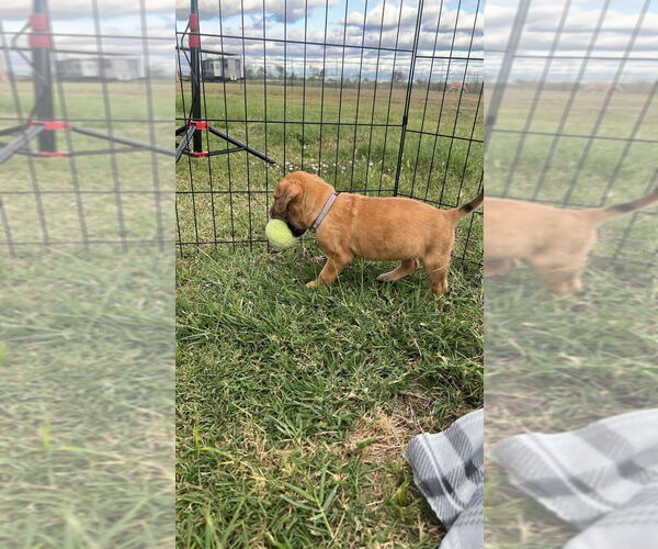 Medium Photo #3 Great Dane-Unknown Mix Puppy For Sale in Bullard, TX, USA