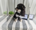 Small Photo #10 Pomsky Puppy For Sale in BELLEVUE, IA, USA