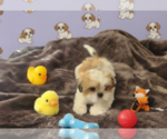 Small #2 Shih Tzu