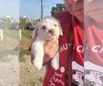 Small #3 Labrador Retriever Mix
